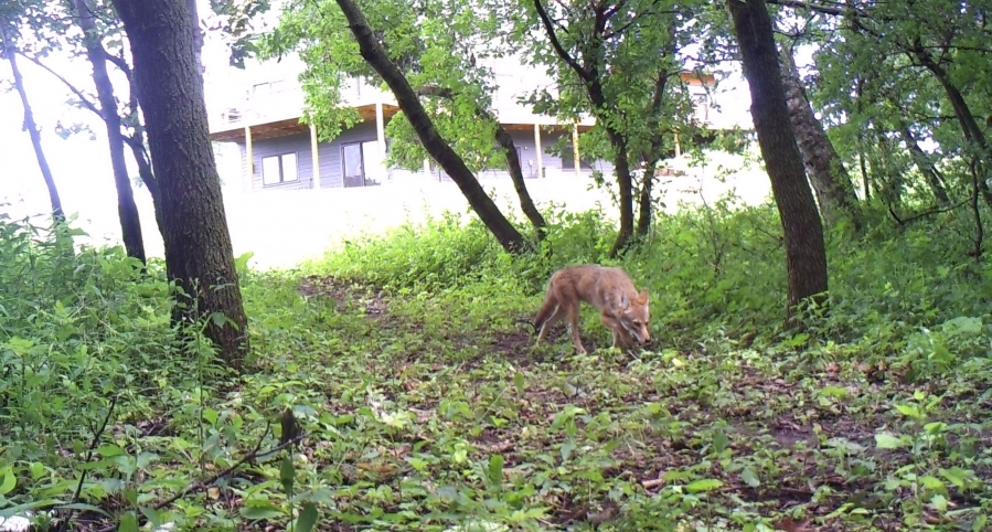Coyote