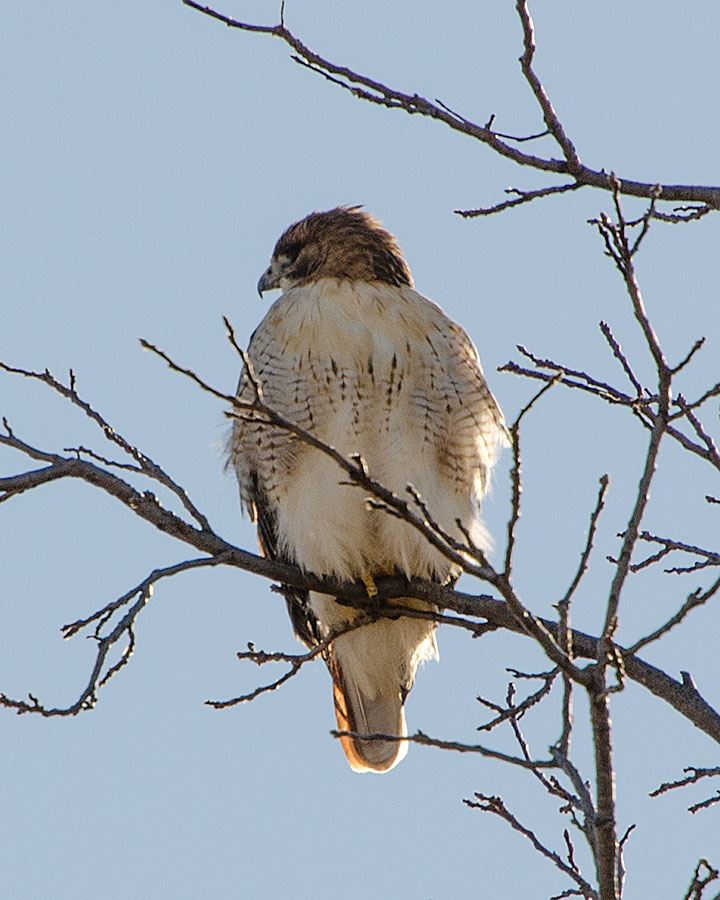 Same Hawk?