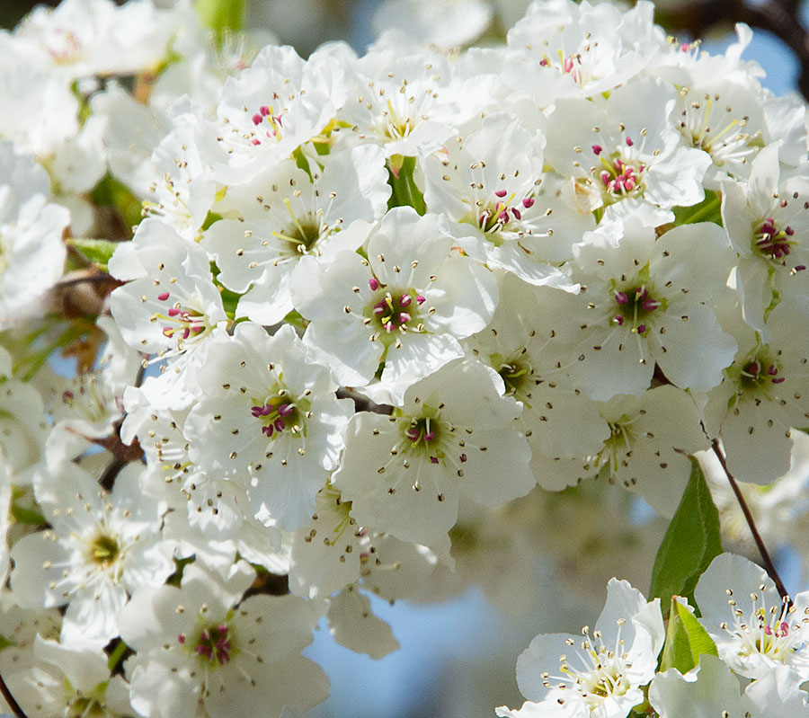 Flowers from a tree in the front yard