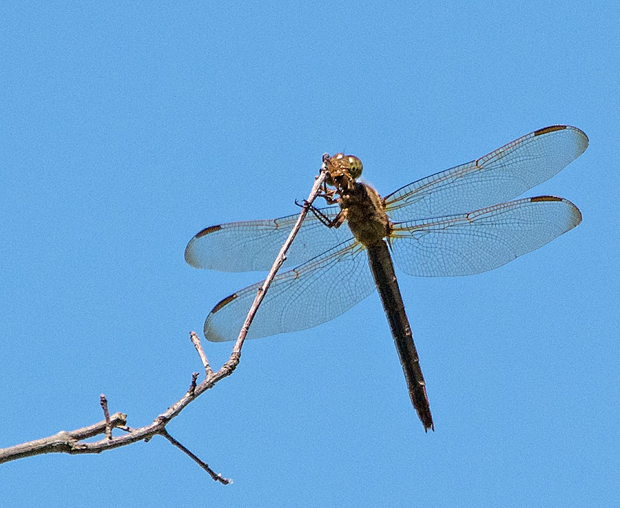 Dragonfly