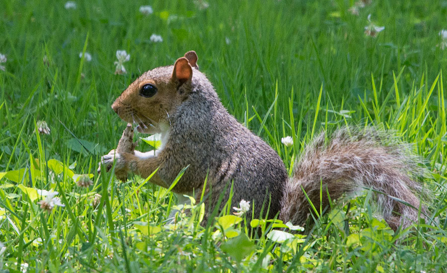 Eating Something