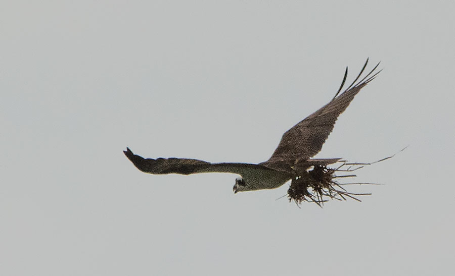 Osprey Carrying Weeds