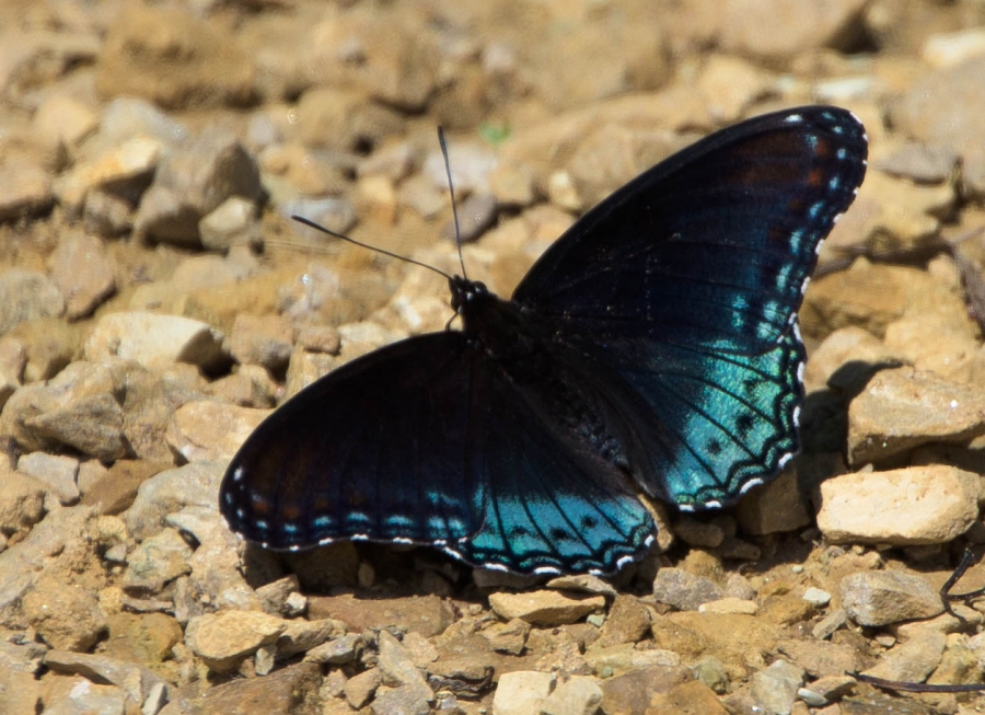 Red Spotted Purple