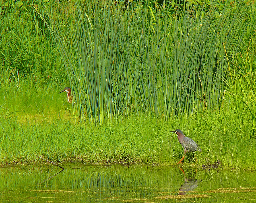 2 herons