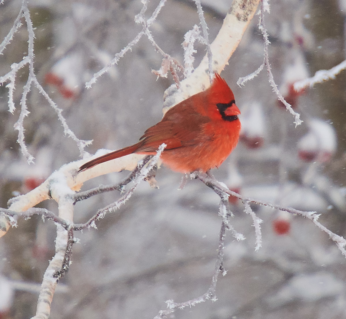 Northern Cardinal