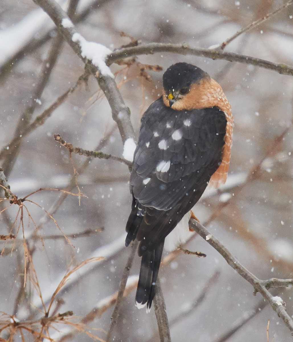 Cooper's Hawk