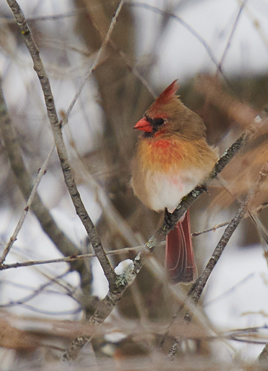 Female Cardinal