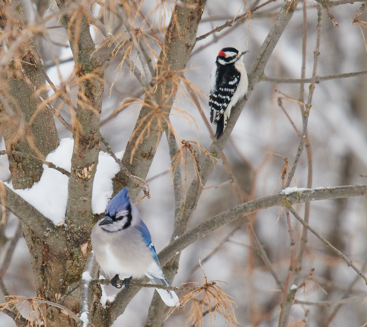 Downy and Blue Jay