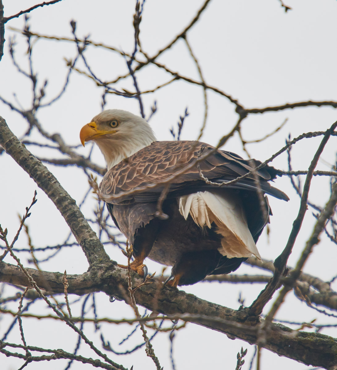 Bald Eagle