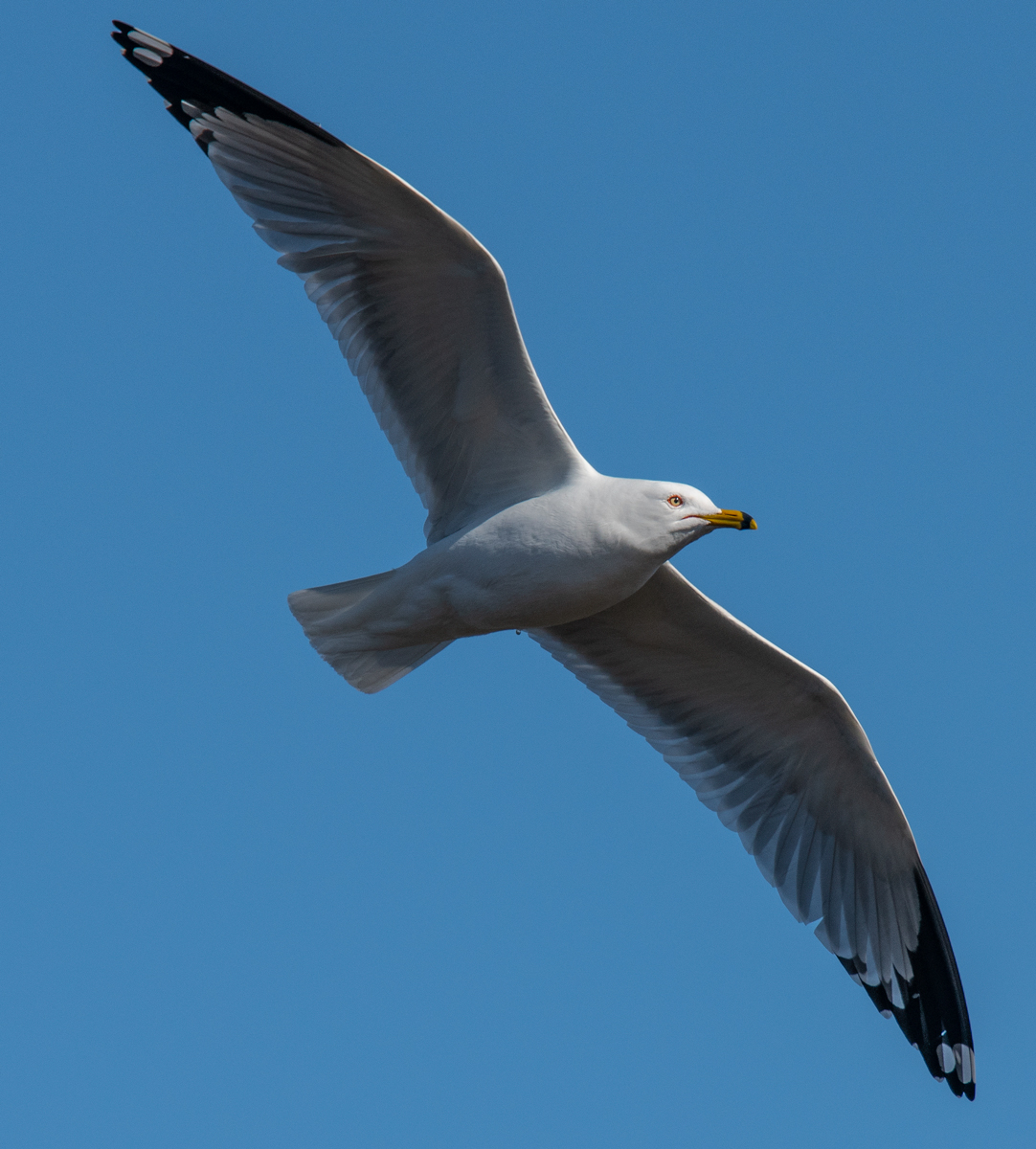 Ring-Billed Gull