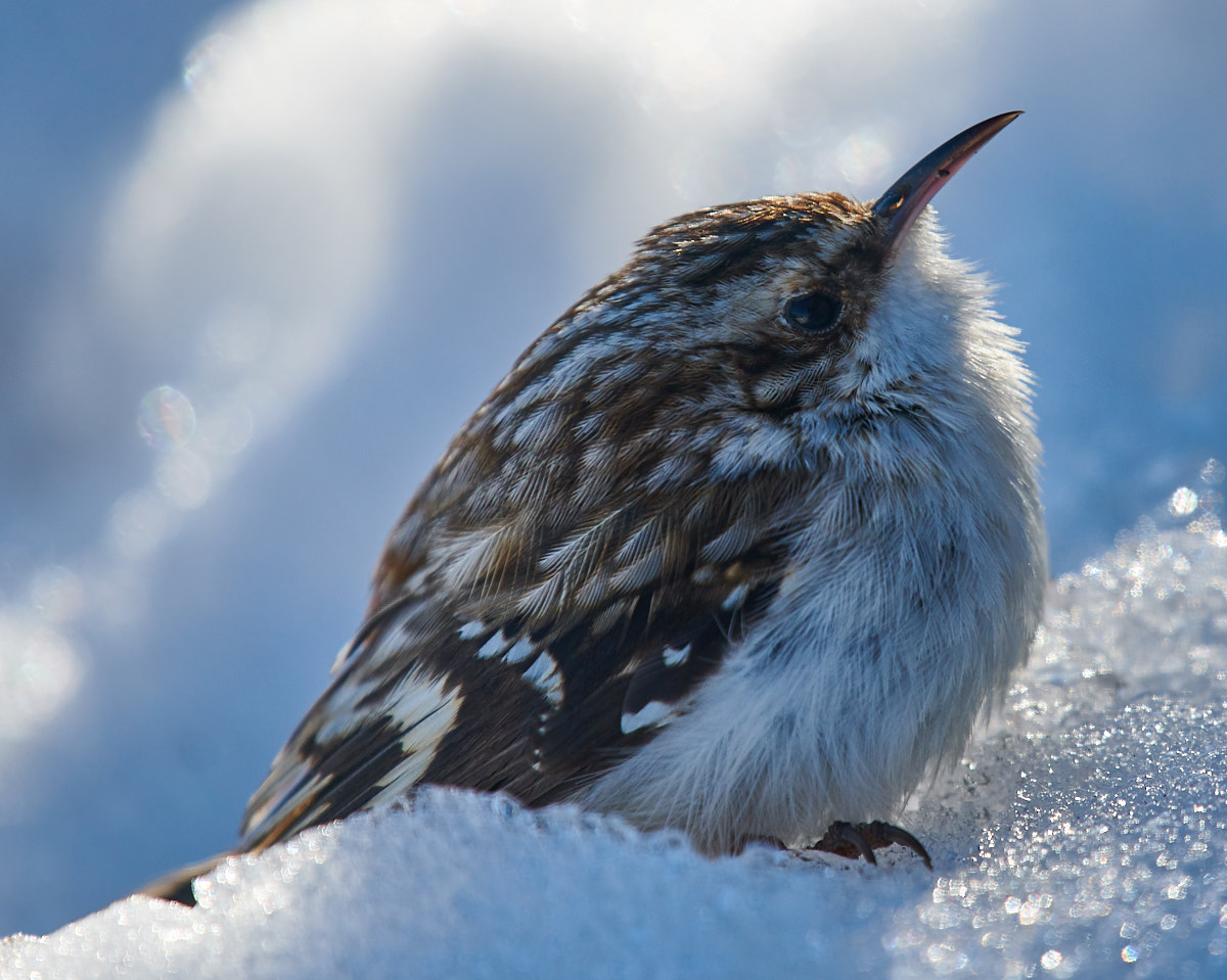 Brown Creeper