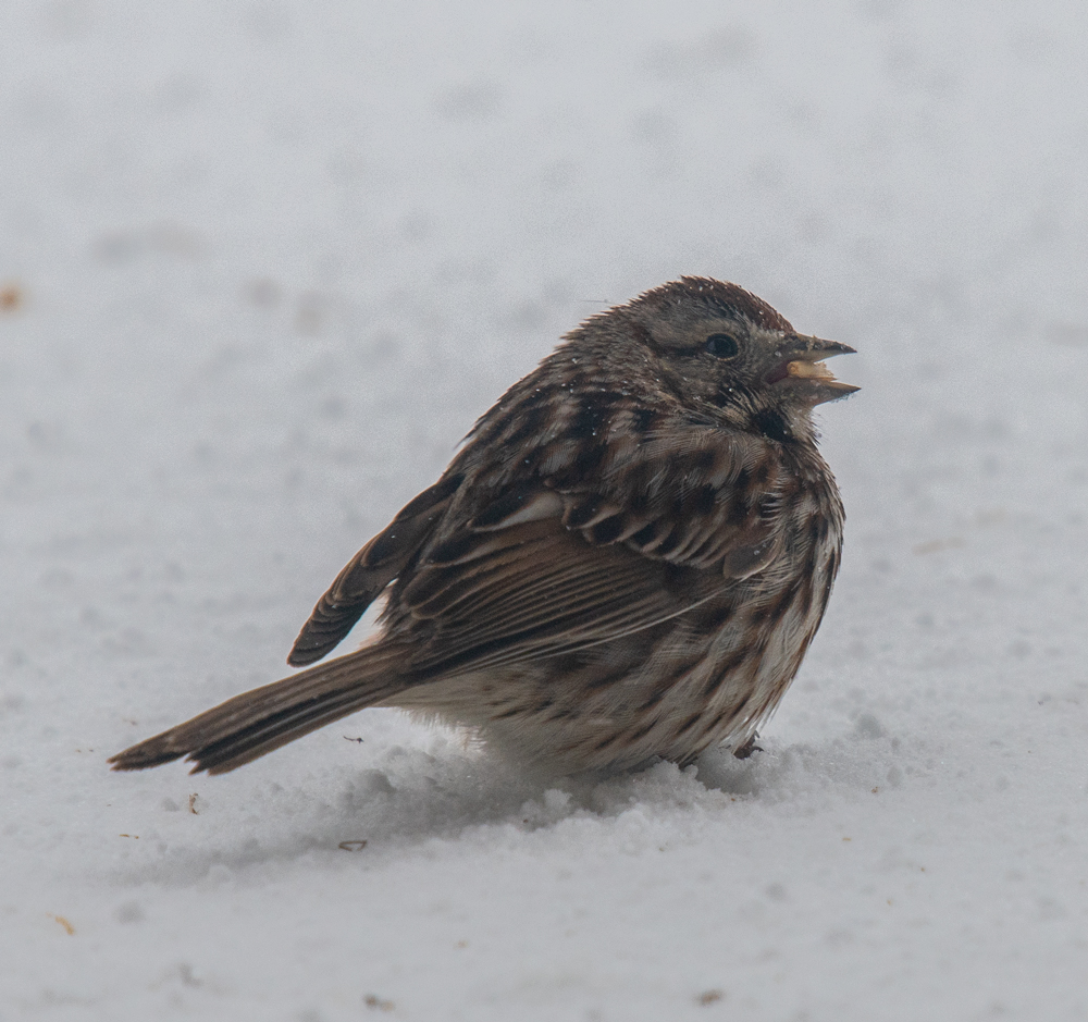Fox Sparrow