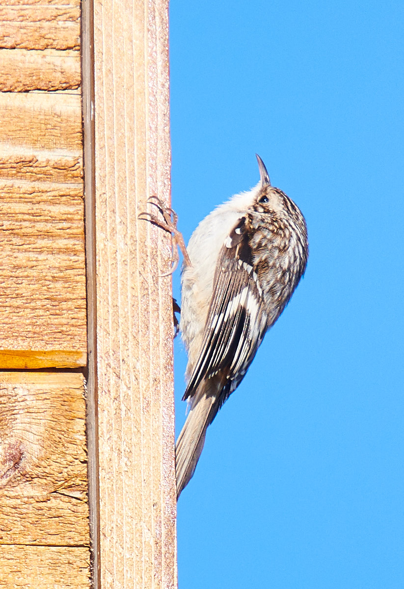 Brown Creeper
