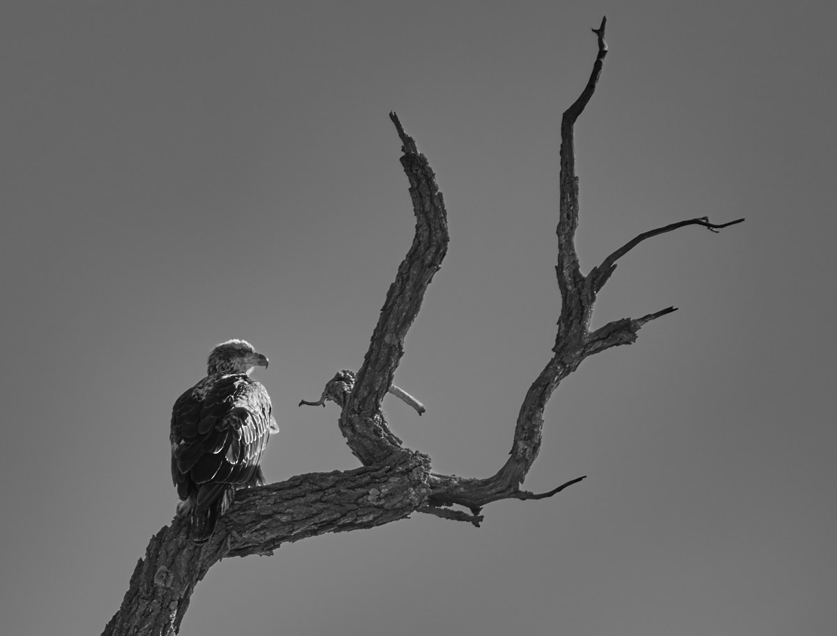 Eagle