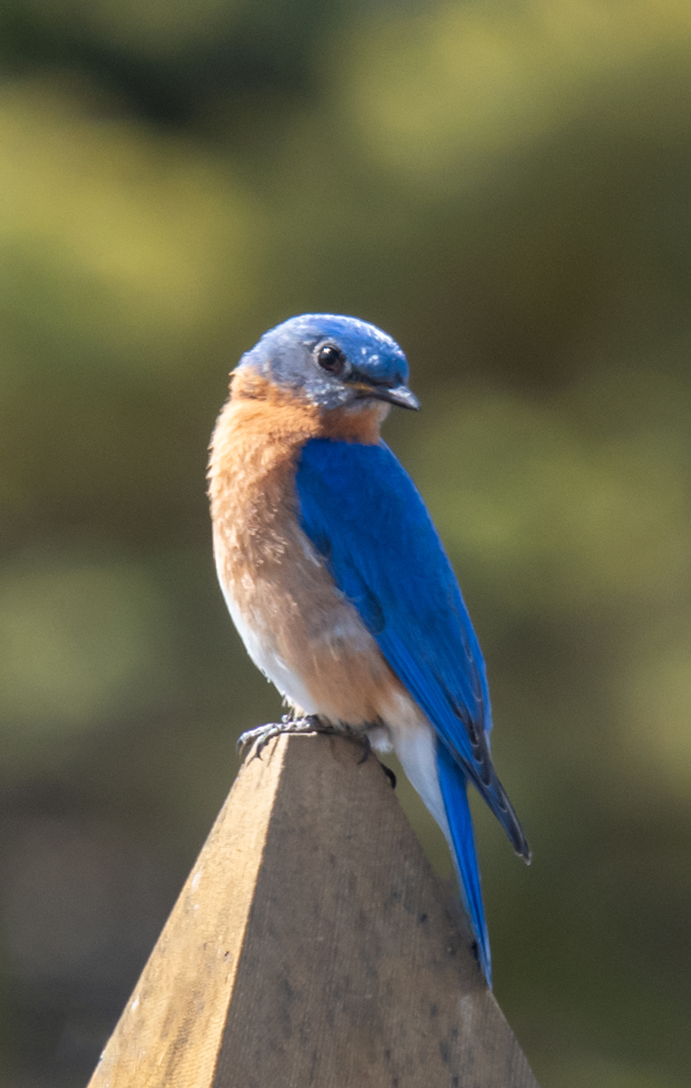 Eastern Bluebird