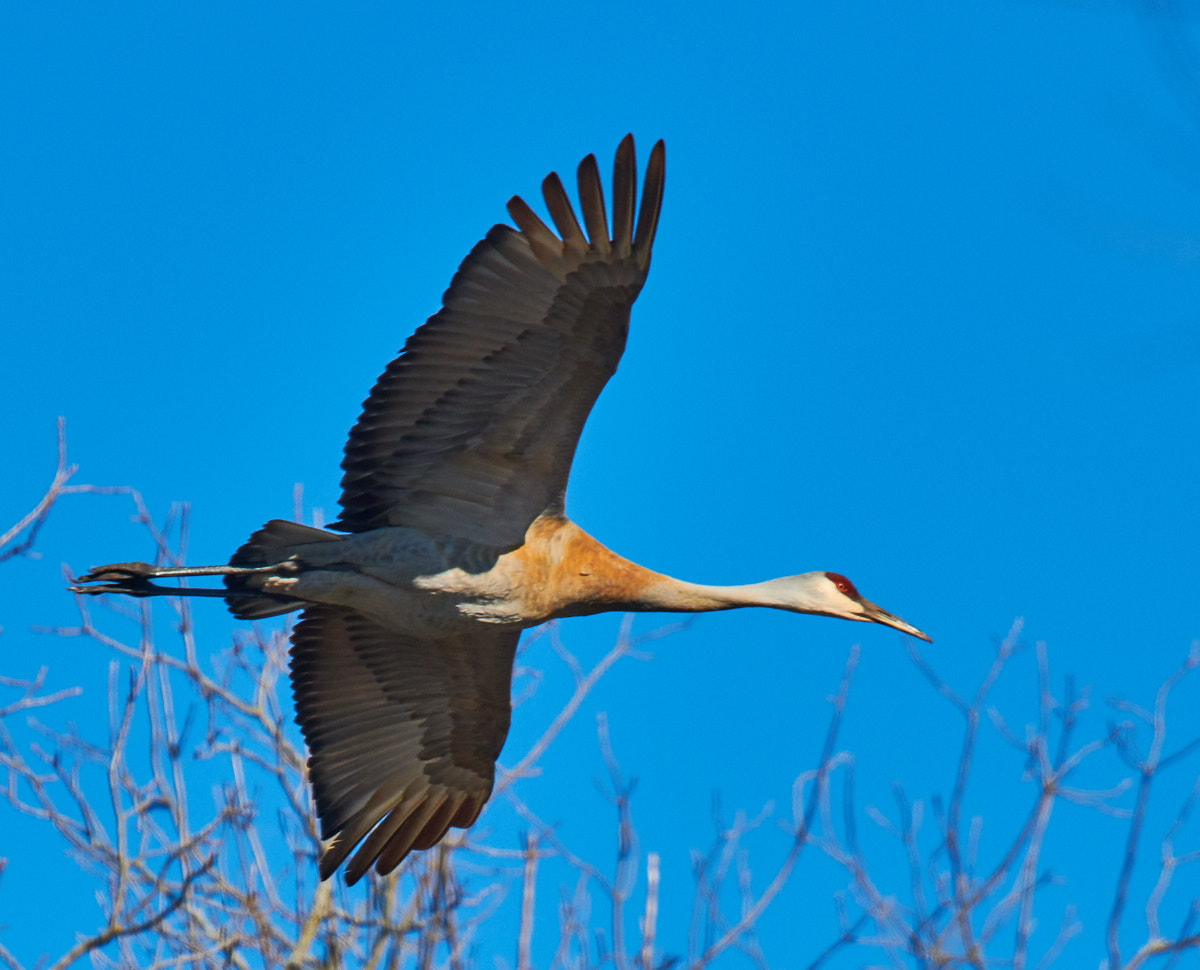 Sandhill Crane