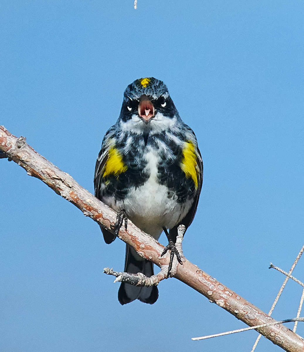 Yelling at me