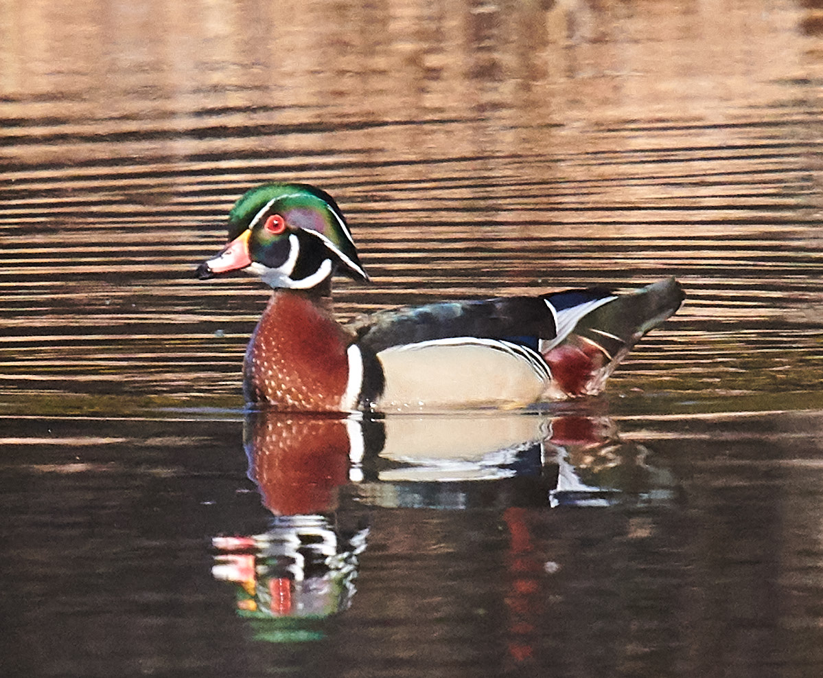 Wood Duck