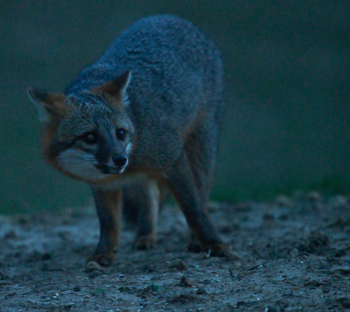 Gray Fox in our backyard at dusk