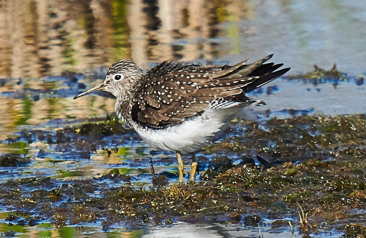 Greater Yellowlegs