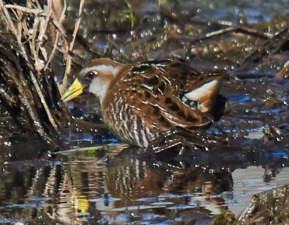 Sora