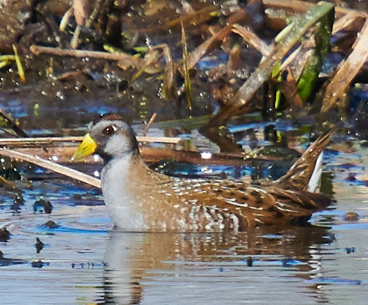 Sora