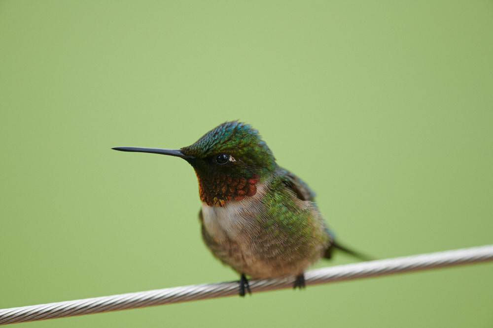 Ruby-Throated Hummingbird