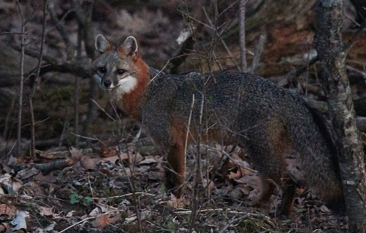Gray Fox at dusk