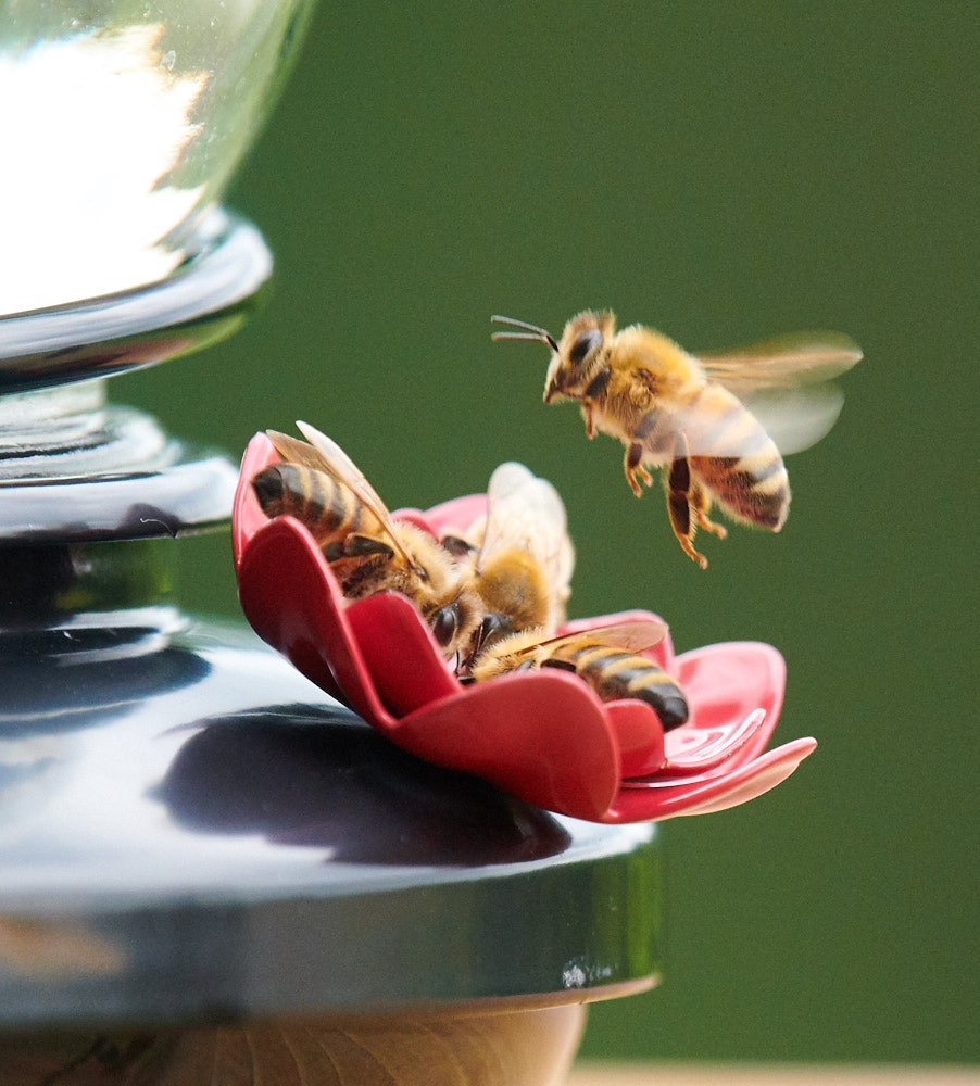 Hogging the hummingbird feeder