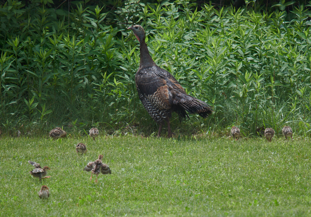 Momma & babies