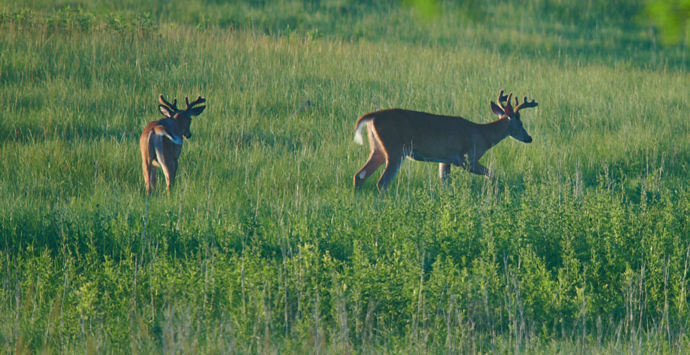 2 Bucks