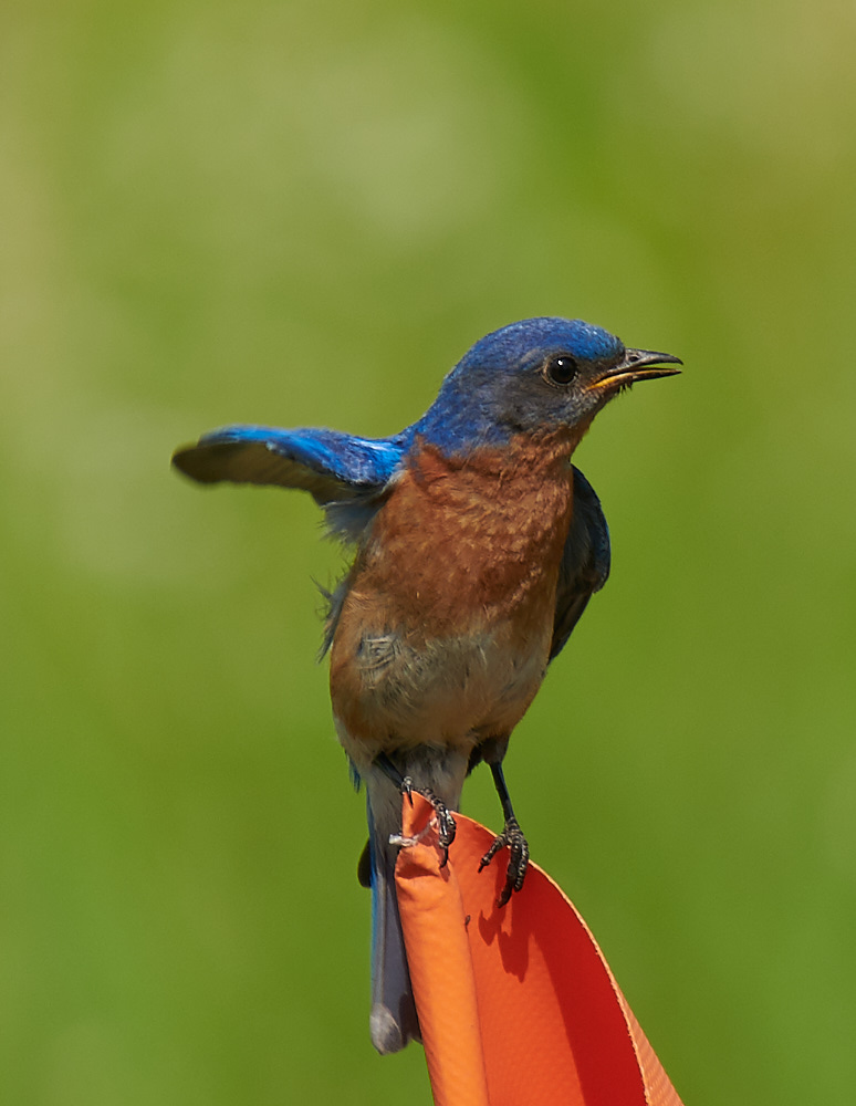 Eastern Bluebird