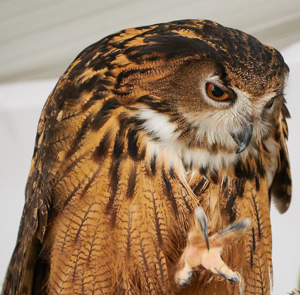 Eurasian Eagle Owl