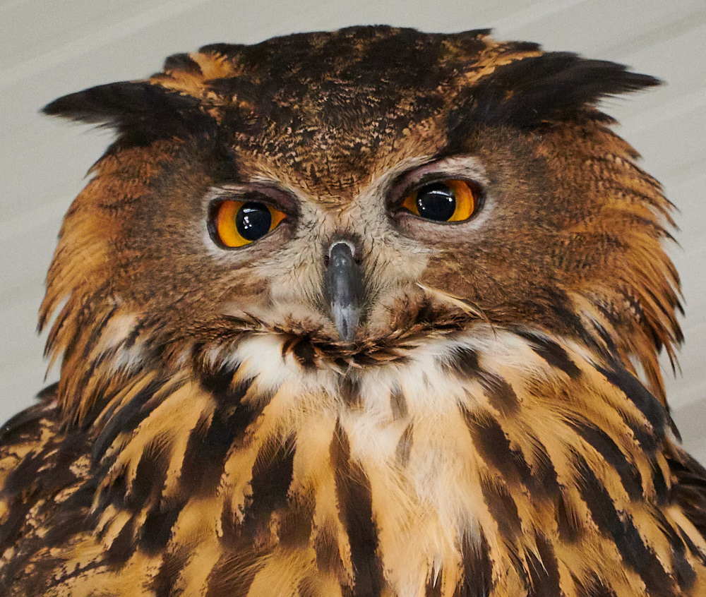 Eurasian Eagle Owl