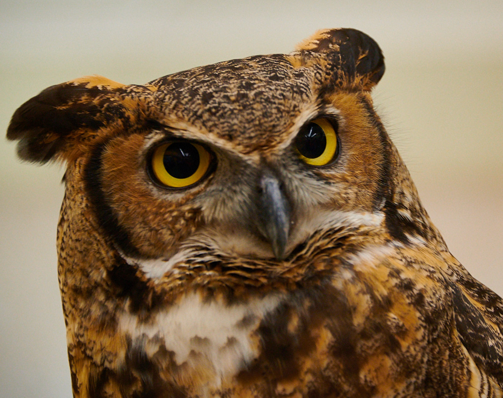 Great Horned Owl