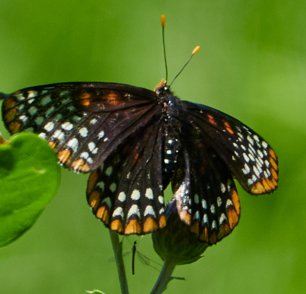 Baltimore Checkerspot Butterfly
