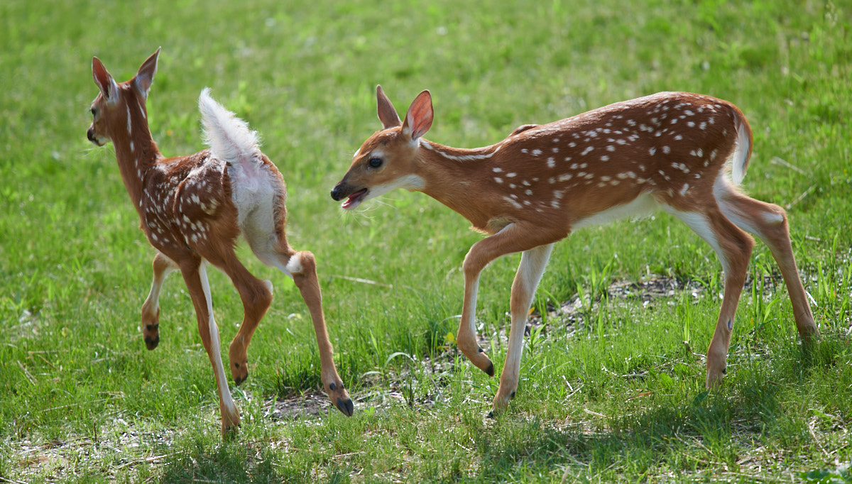 Fawns playing