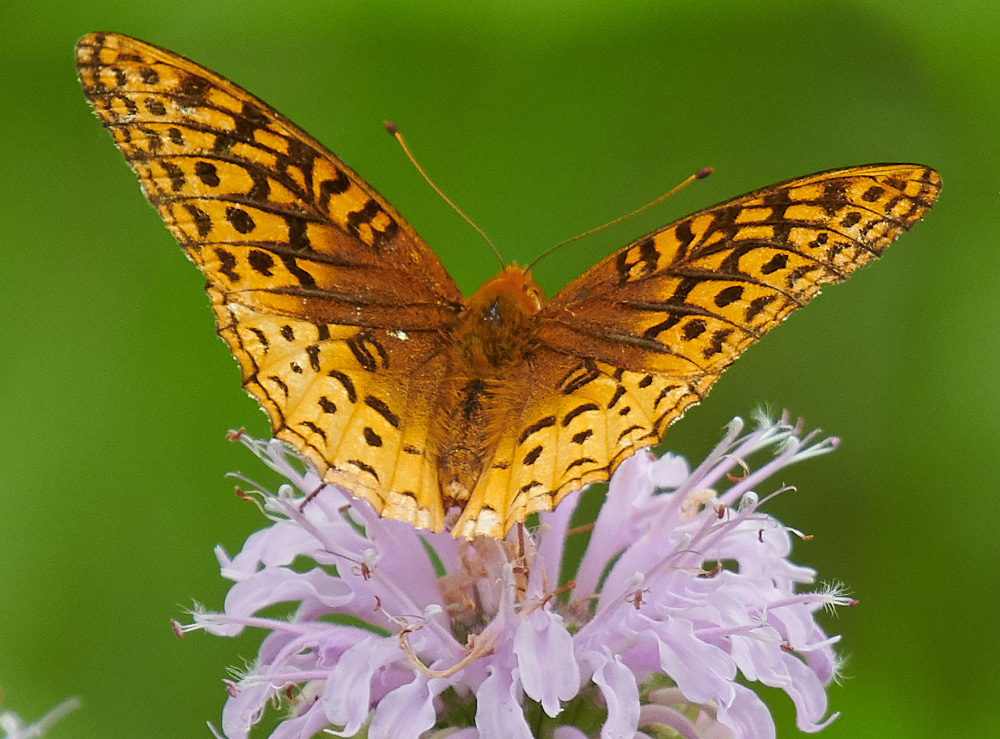 Great Spangled Fritillary