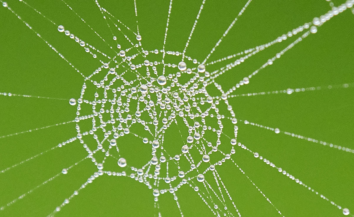 Morning Dew