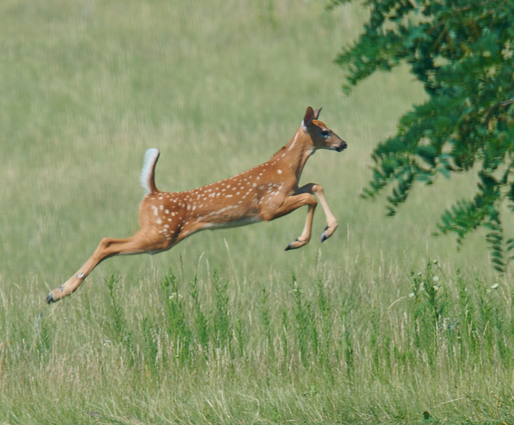 Fawn