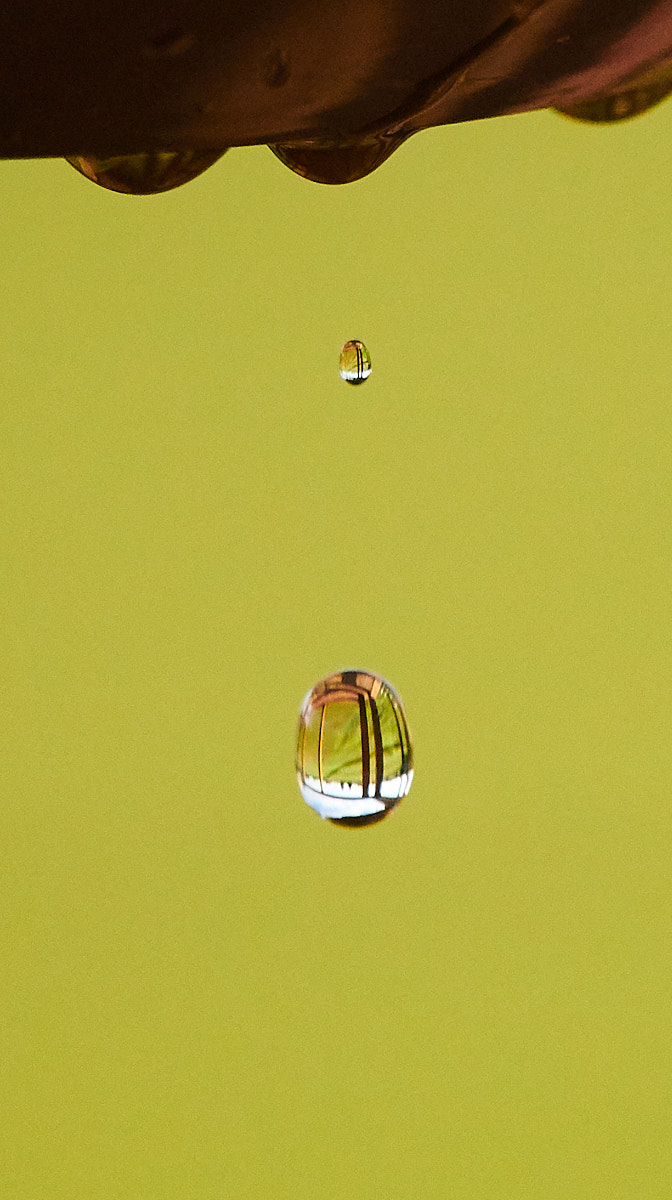 Water Drops