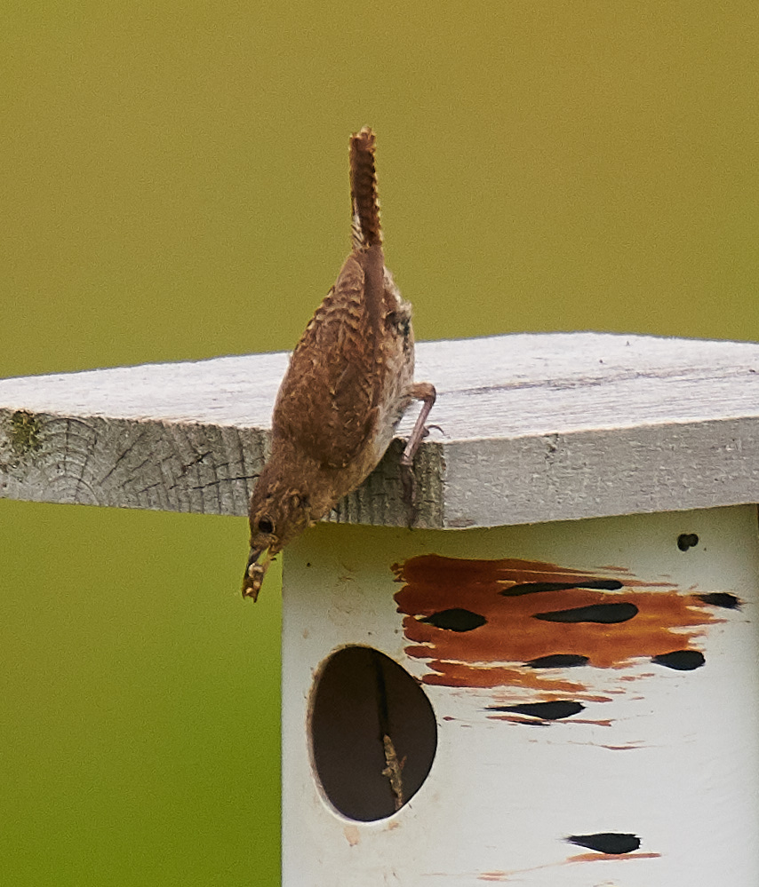 House Wren