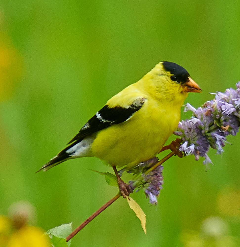 Goldfinch