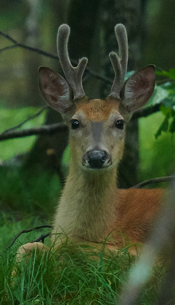 Buck in Hayward WI