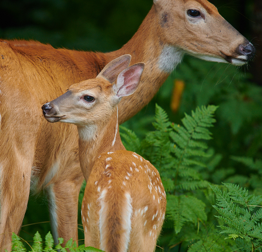 Momma and Baby