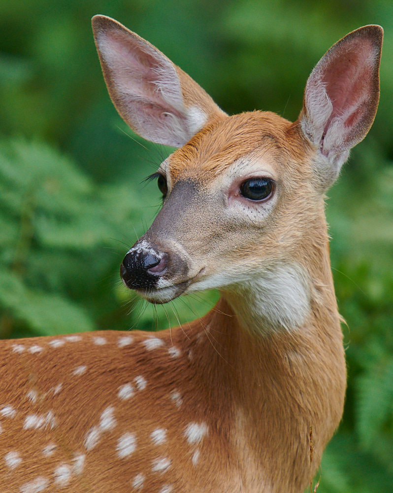 Fawn in Hayward WI