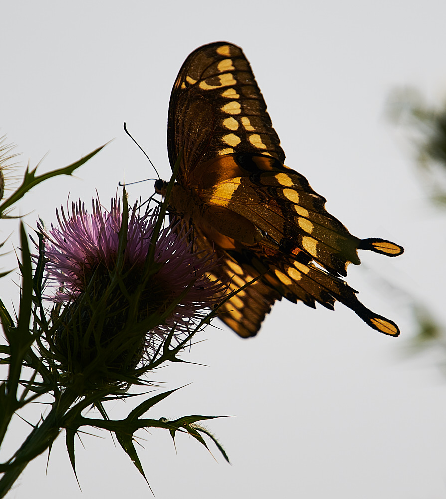 Giant Swallowtail