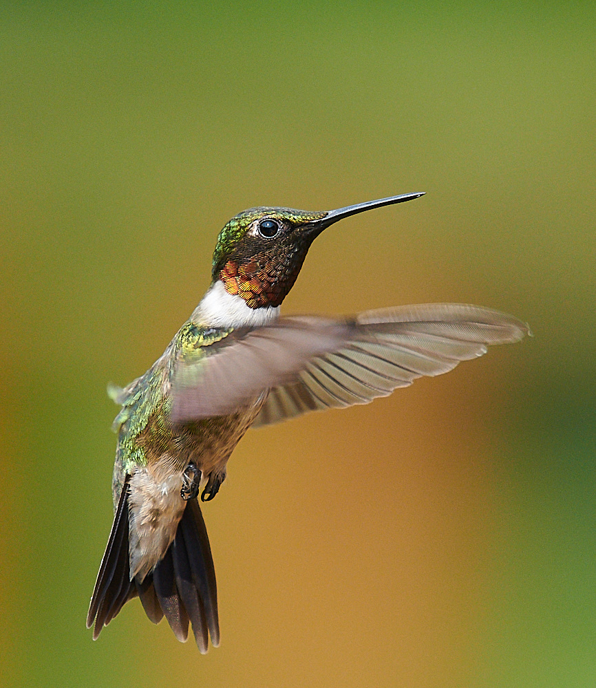 Hummingbird