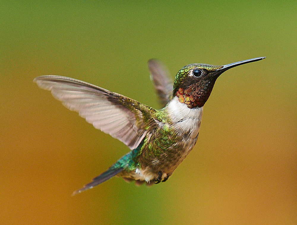 Hummingbird