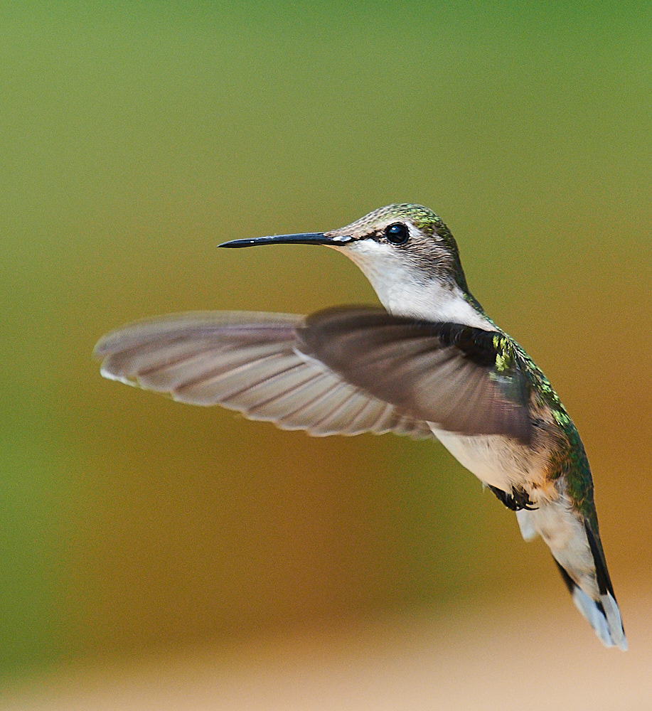 Hummingbird